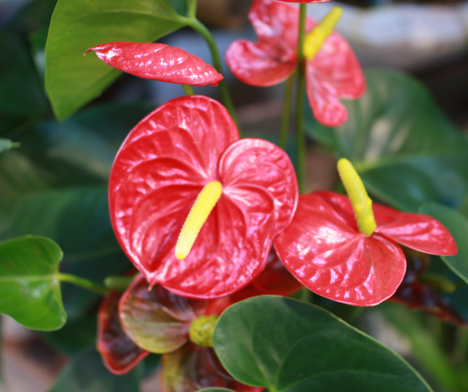 Anthurium