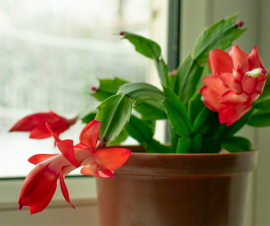 Schlumbergera