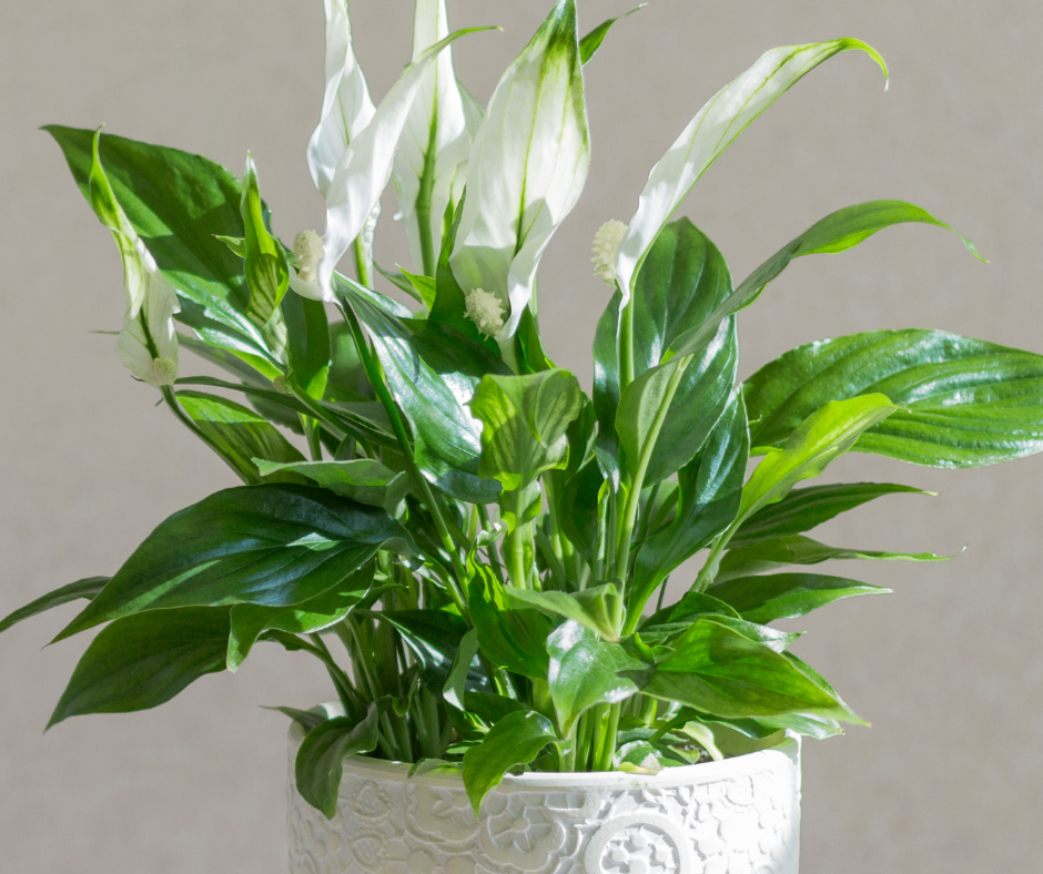 Spathiphyllum