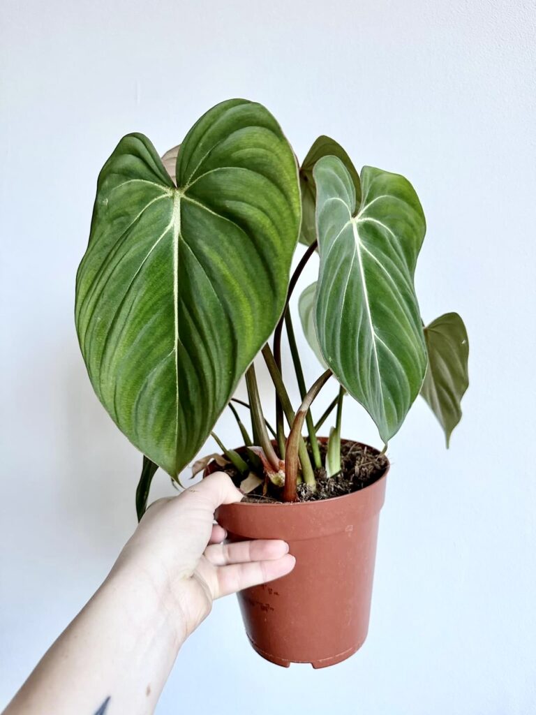 Philodendron gloriosum