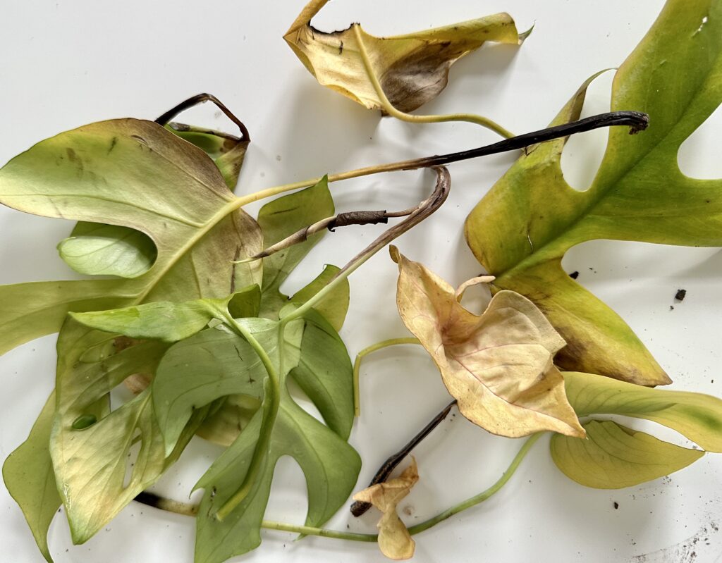 Žloutnutí listů u pokojových rostlin
