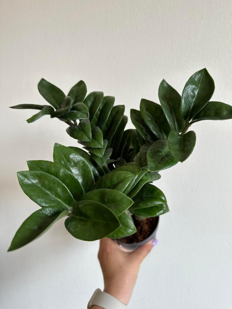 Zamioculcas Zenzii