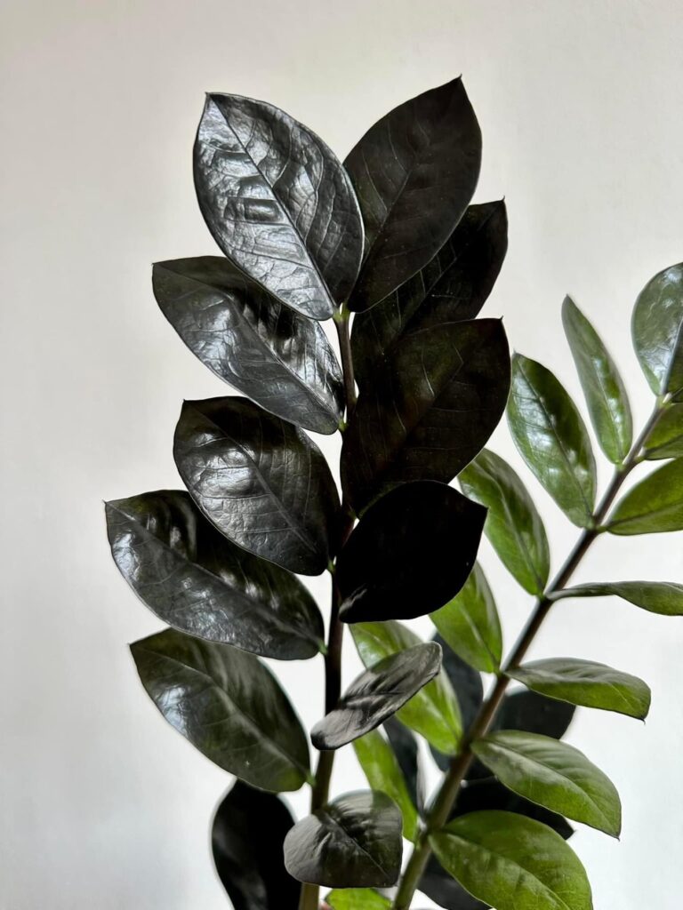 Zamioculcas Black raven