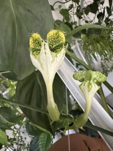 Ceropegia sandersonii