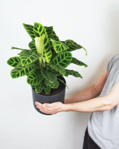 Calathea zebrina