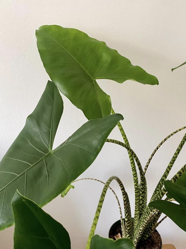 Alocasia Zebrina