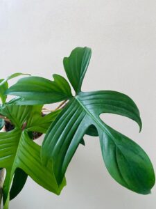 Philodendron Florida