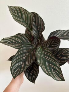 Calathea Sanderiana - Ornata