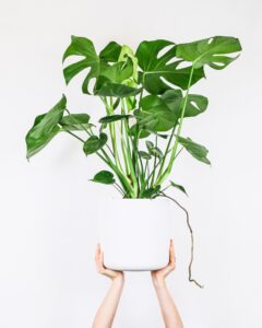 Monstera deliciosa