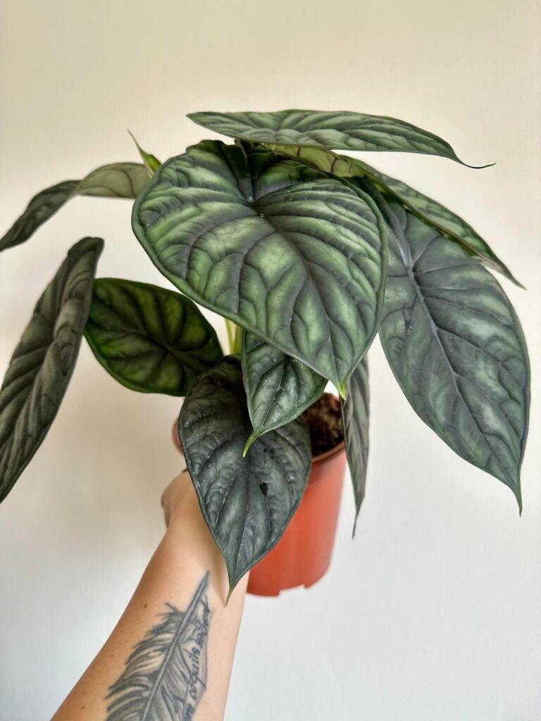 Alocasia Dragon Scale