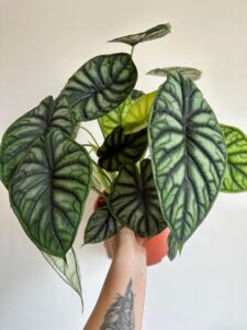 Alocasia Dragon Scale