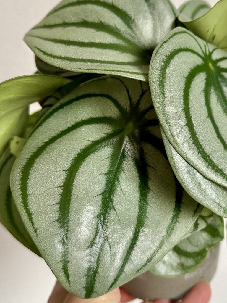 Peperomia argyreia