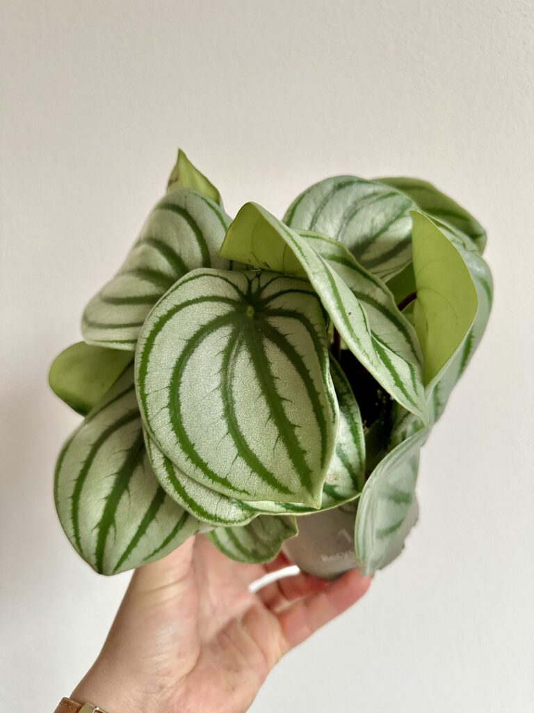 Peperomia argyreia