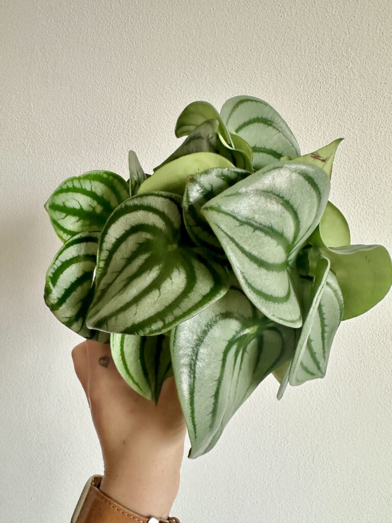 Peperomia argyreia