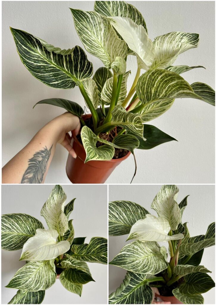 Philodendron Birkin