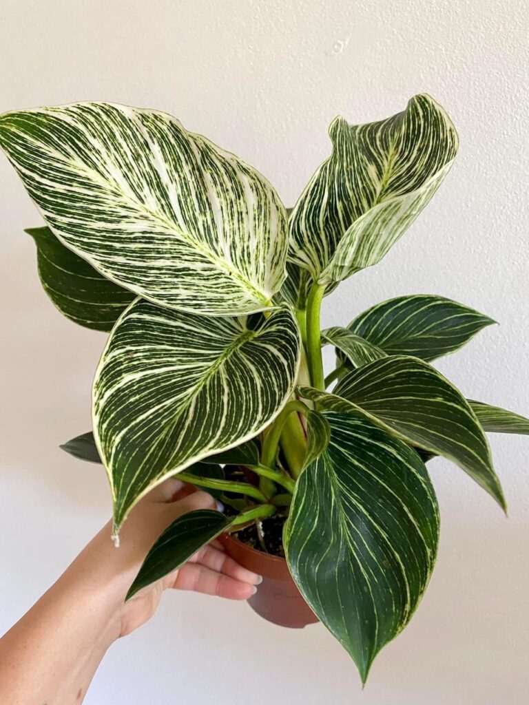 Philodendron Birkin