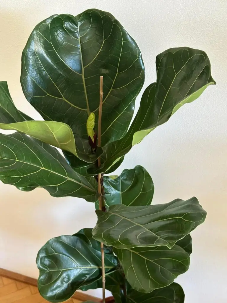 Ficus Lyrata