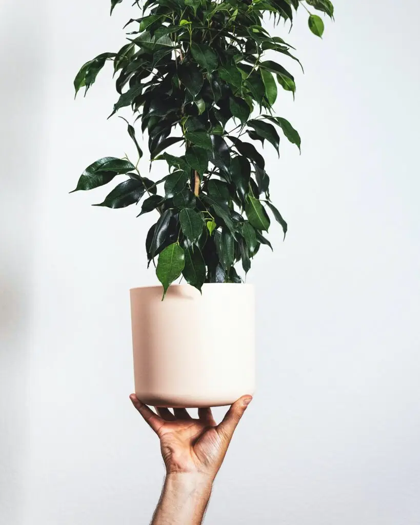 Ficus Benjamina