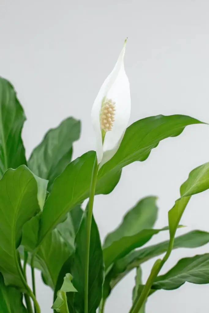 Spathiphyllum - lopatkovec