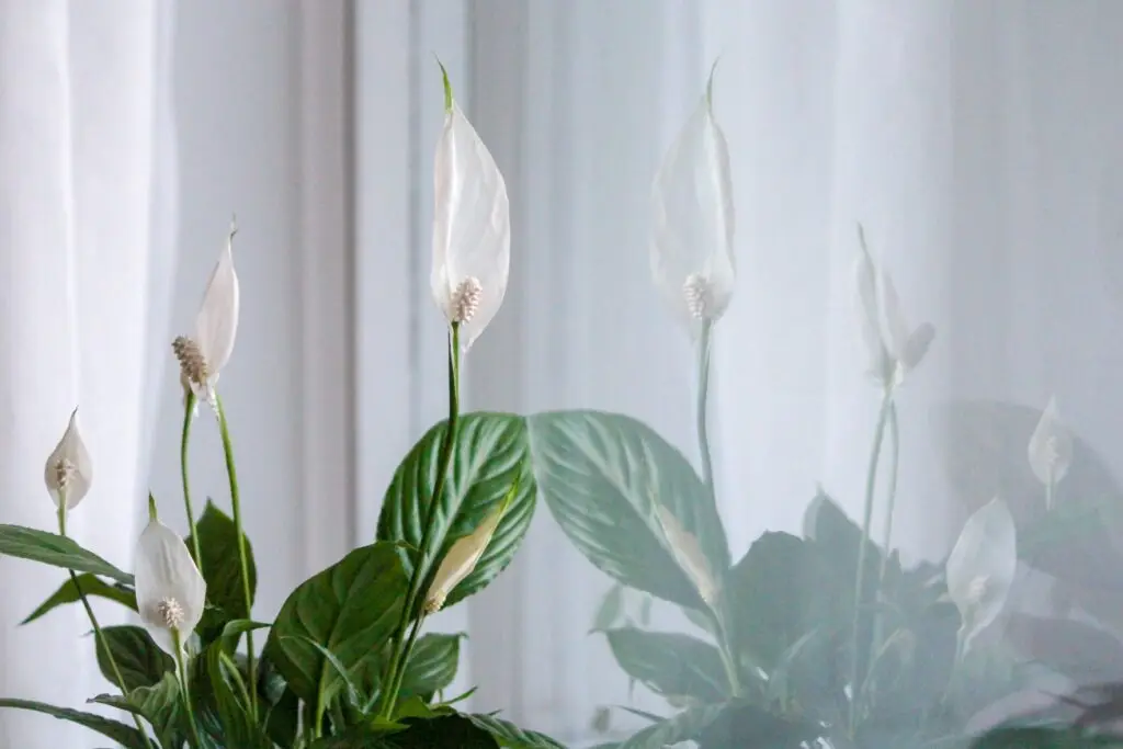 Spathiphyllum - lopatkovec